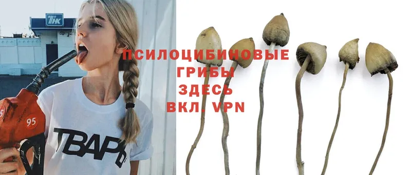 hydra вход  сайты даркнета наркотические препараты  Псилоцибиновые грибы Psilocybine cubensis  Вичуга 